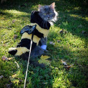 Bumblebee Cat Halloween costume